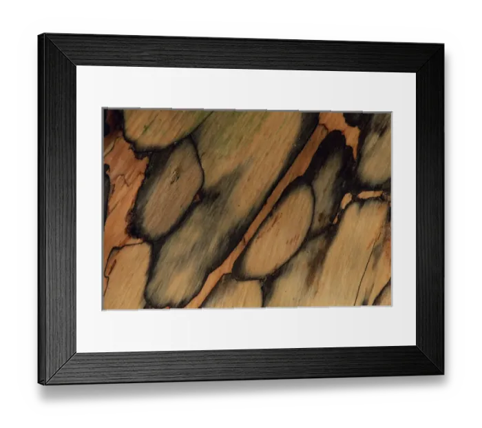 Framed Print : USA, New Hampshire. Tree bark pattern. Credit as: Marie Bush / Jaynes Gallery / DanitaDelimont Framed Print : USA, New Hampshire. Tree bark pattern. Credit as: Marie Bush / Jaynes Gallery / DanitaDelimont