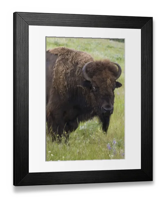 Framed Print : Bison Bull Framed Print : Bison Bull