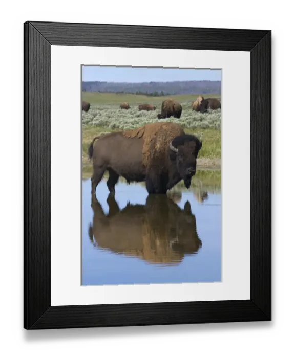 Framed Print : Bison Bull Reflecting Framed Print : Bison Bull Reflecting