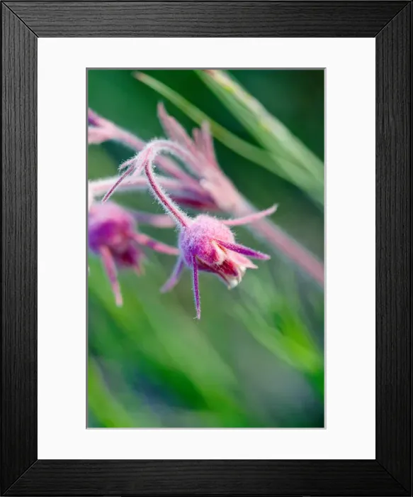 Framed Print : Macro photo of prairie flowers in Montana Framed Print : Macro photo of prairie flowers in Montana