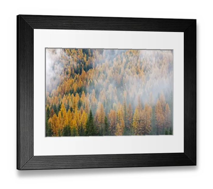 Framed Print : Montana, Lolo National Forest, golden larch trees in fog Framed Print : Montana, Lolo National Forest, golden larch trees in fog
