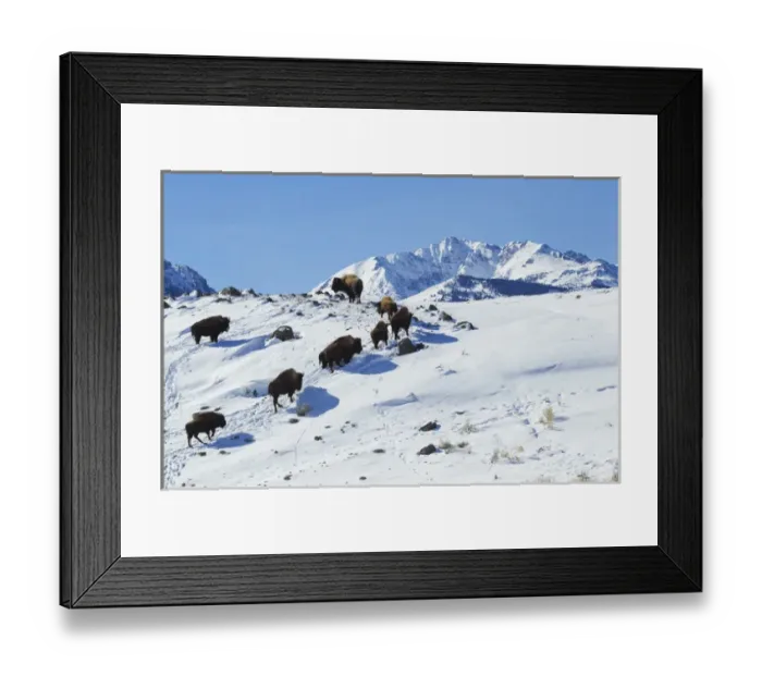 Framed Print : Bison Herd, Electric Peak Framed Print : Bison Herd, Electric Peak