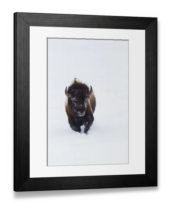 Framed Print : Bison Bull Framed Print : Bison Bull