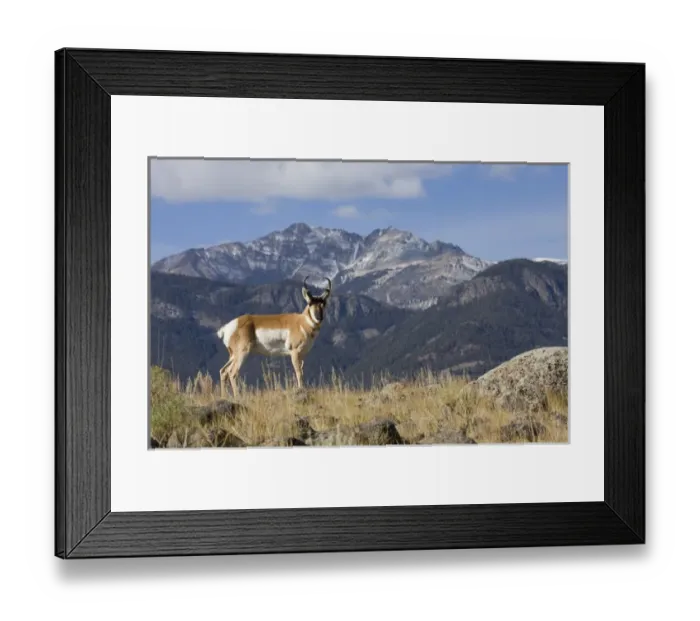 Framed Print : Pronghorn Antelope Buck; Electric Peak