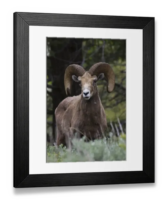 Framed Print : Rocky Mountain Bighorn Sheep Ram Framed Print : Rocky Mountain Bighorn Sheep Ram