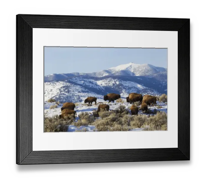 Framed Print : Bison Herd, Yellowstone National Park