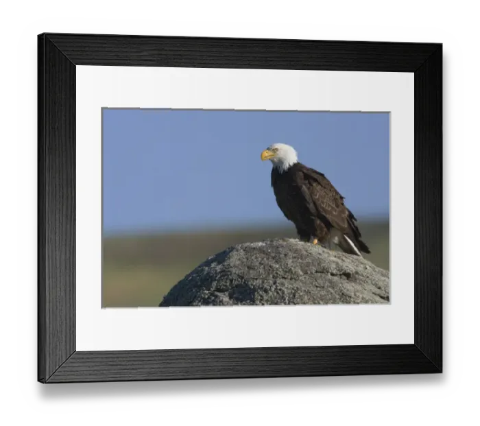 Framed Print : Bald Eagle on Bouldder
