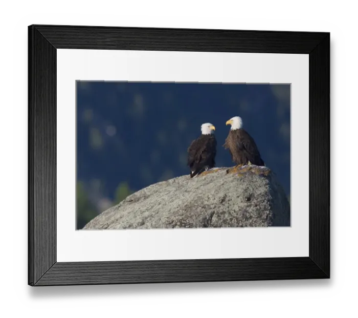 Framed Print : Bald Eagle Pair Framed Print : Bald Eagle Pair