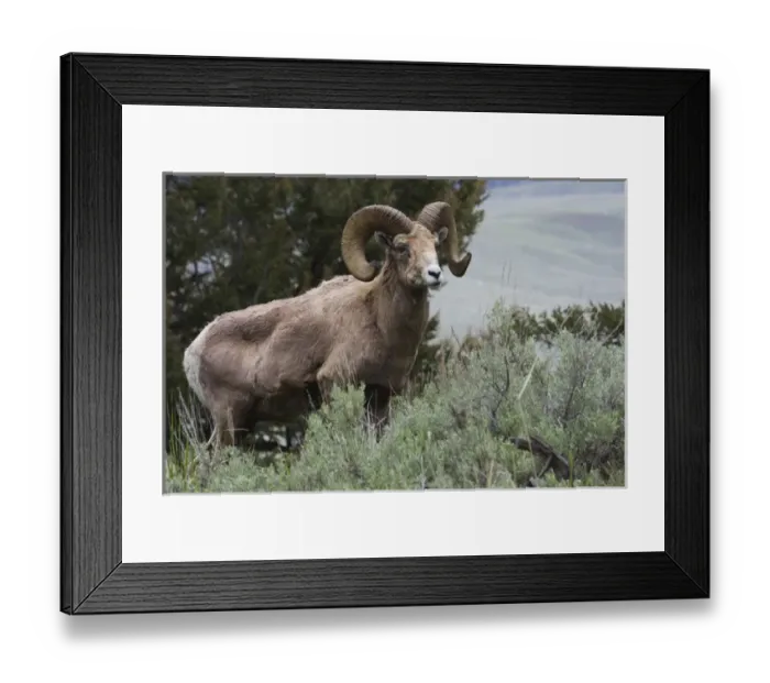 Framed Print : Rocky Mountain Bighorn Sheep Ram Framed Print : Rocky Mountain Bighorn Sheep Ram