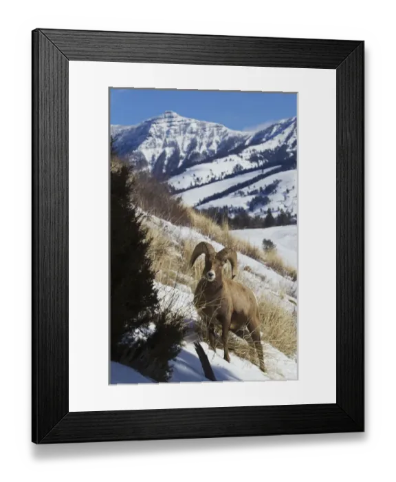 Framed Print : Rocky Mountain Bighorn Sheep Ram