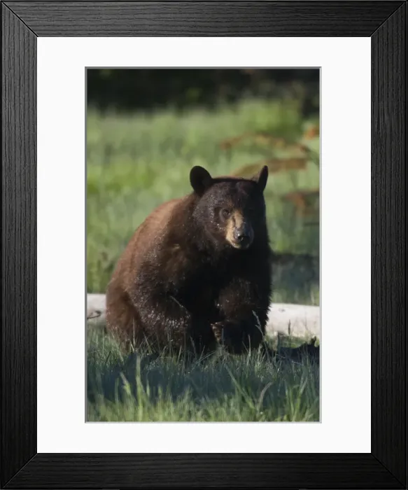 Framed Print : Black Bear Boar; Brown Color Phase Framed Print : Black Bear Boar; Brown Color Phase