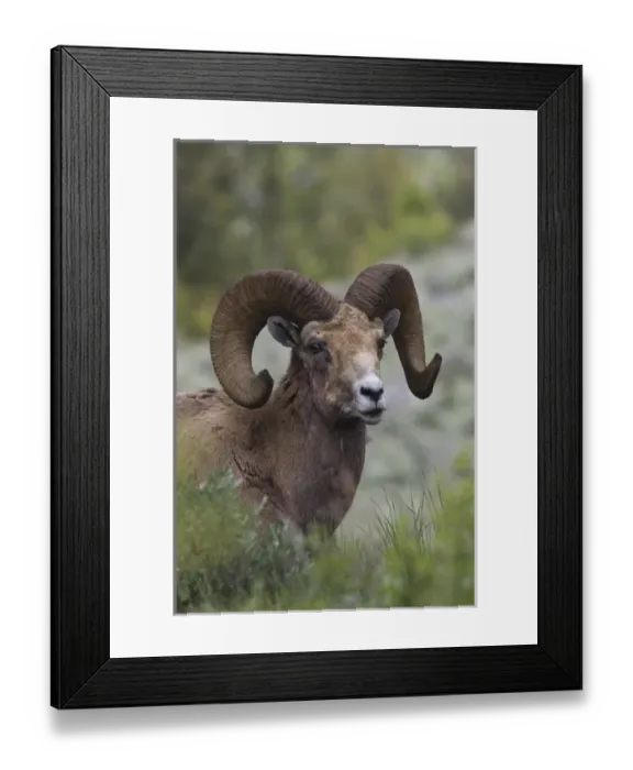 Framed Print : Rocky Mountain Bighorn Sheep Ram Framed Print : Rocky Mountain Bighorn Sheep Ram