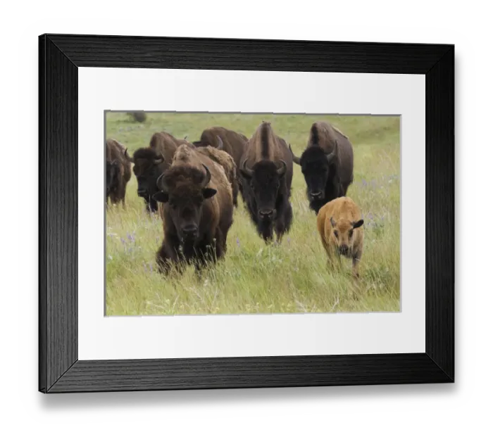 Framed Print : Bison Herd with calf Framed Print : Bison Herd with calf