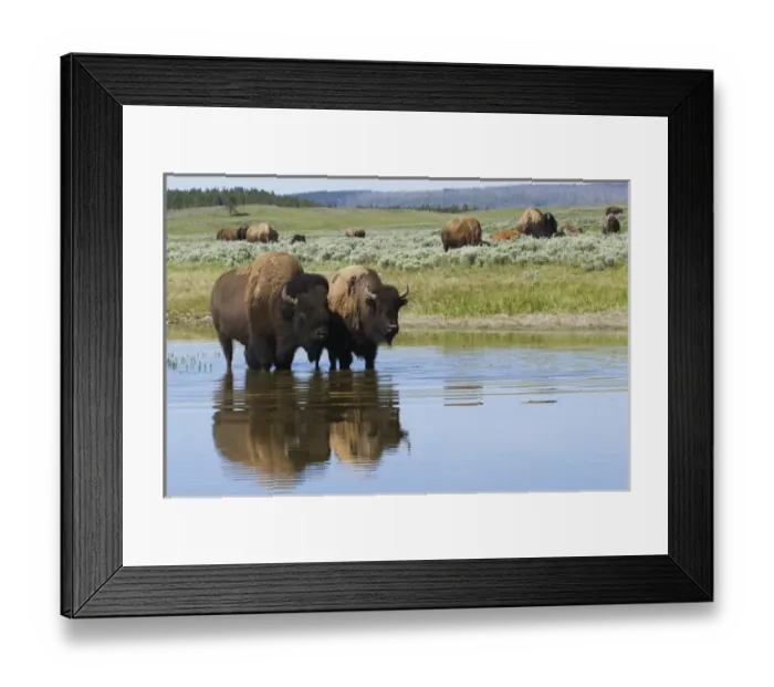 Framed Print : Bison Herd Framed Print : Bison Herd