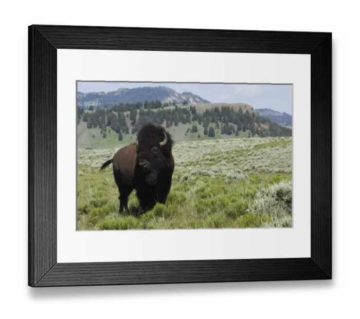 Framed Print : Bison Bull, Yellowstone National Park