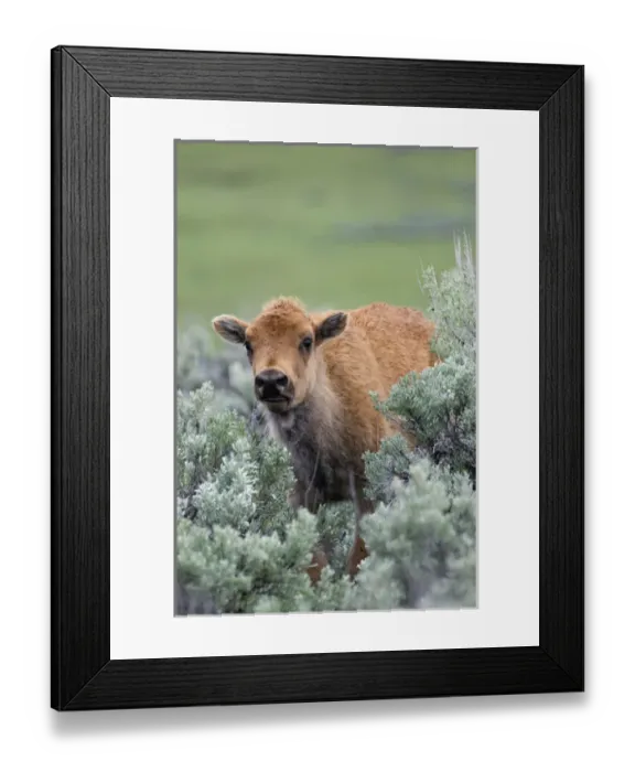 Framed Print : Bison Calf, Yellowstone National Park Framed Print : Bison Calf, Yellowstone National Park