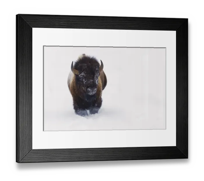Framed Print : Bison Bull Framed Print : Bison Bull