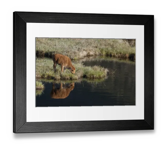 Framed Print : Bison Calf, Yellowstone National Park Framed Print : Bison Calf, Yellowstone National Park