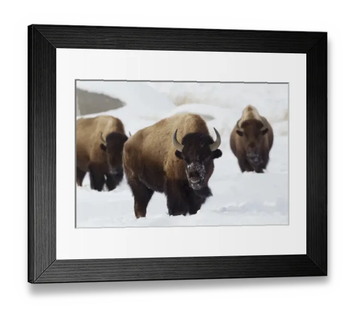 Framed Print : Bison Bulls, winter Framed Print : Bison Bulls, winter