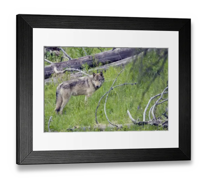 Framed Print : Gray Wolf Framed Print : Gray Wolf