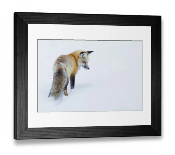 Framed Print : Red Fox in Winter Framed Print : Red Fox in Winter