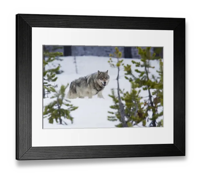 Framed Print : Gray Wolf Framed Print : Gray Wolf