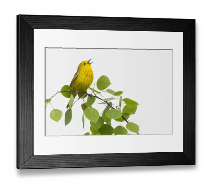 Framed Print : Yellow Warbler Singing Framed Print : Yellow Warbler Singing
