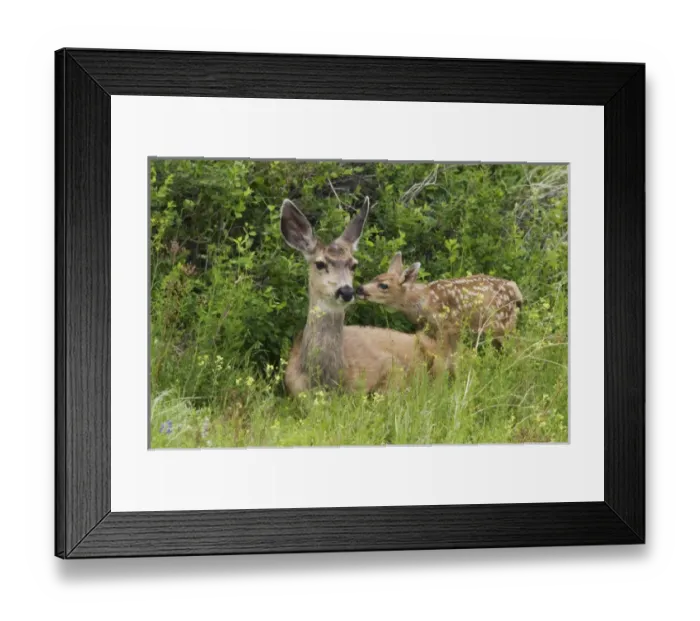 Framed Print : Mule Deer Doe with Fawn Framed Print : Mule Deer Doe with Fawn