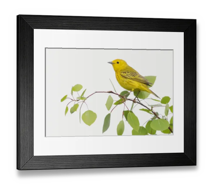 Framed Print : Yellow Warbler; Spring Aspen Leaves Framed Print : Yellow Warbler; Spring Aspen Leaves