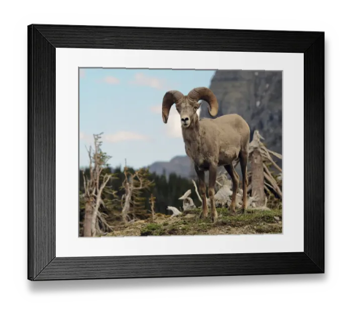 Framed Print : Big Horn Sheep, Glacier National Park, Montana, USA