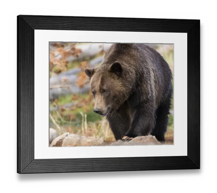 Framed Print : Brown Bear  /  Grizzly, Ursus arctos, West Yellowstone, MT, MR