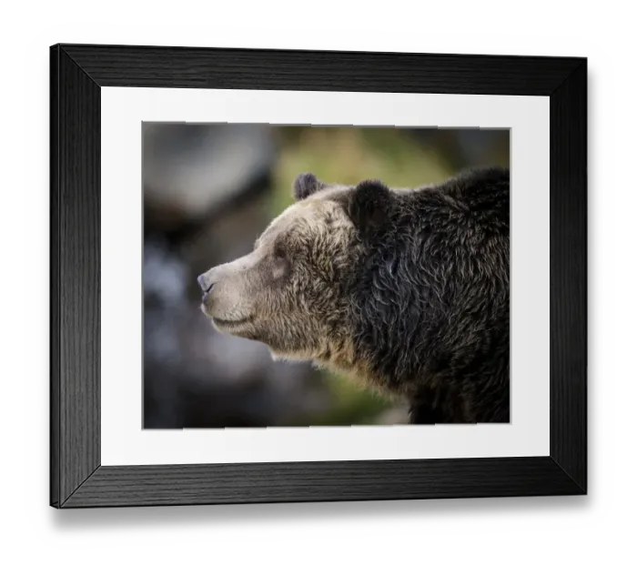 Framed Print : Brown Bear / Grizzly, Ursus arctos, West Yellowstone, MT, MR Framed Print : Brown Bear / Grizzly, Ursus arctos, West Yellowstone, MT, MR