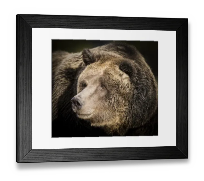 Framed Print : Brown Bear / Grizzly, Ursus arctos, West Yellowstone, MT, MR Framed Print : Brown Bear / Grizzly, Ursus arctos, West Yellowstone, MT, MR