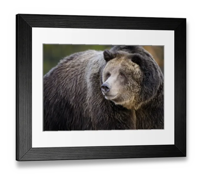 Framed Print : Brown Bear / Grizzly, Ursus arctos, West Yellowstone, MT, MR Framed Print : Brown Bear / Grizzly, Ursus arctos, West Yellowstone, MT, MR