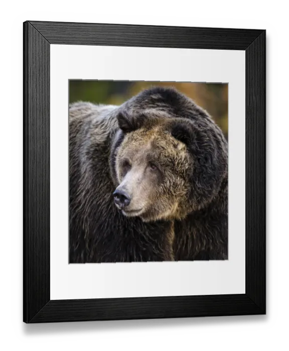 Framed Print : Brown Bear / Grizzly, Ursus arctos, West Yellowstone, MT, MR Framed Print : Brown Bear / Grizzly, Ursus arctos, West Yellowstone, MT, MR
