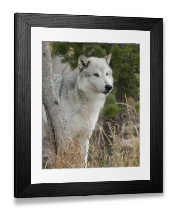 Framed Print : Gray / Grey Wolf, Canis lupus, West Yellowstone, Montana, controlled, (MR) Framed Print : Gray / Grey Wolf, Canis lupus, West Yellowstone, Montana, controlled, (MR)