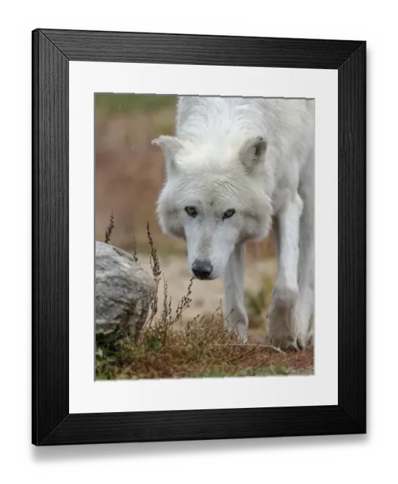 Framed Print : Gray / Grey Wolf during a rain storm, Canis lupus, West Yellowstone, Montana, controlled Framed Print : Gray / Grey Wolf during a rain storm, Canis lupus, West Yellowstone, Montana, controlled