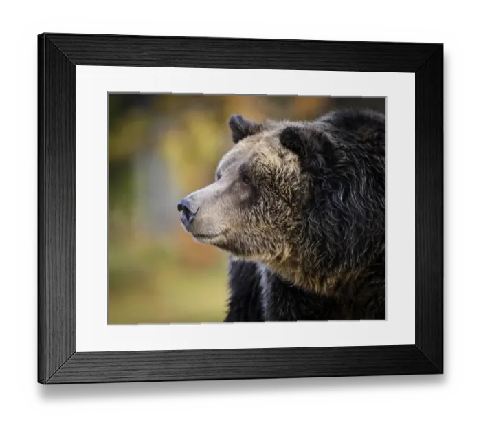 Framed Print : Brown Bear / Grizzly, Ursus arctos, West Yellowstone, MT, MR Framed Print : Brown Bear / Grizzly, Ursus arctos, West Yellowstone, MT, MR