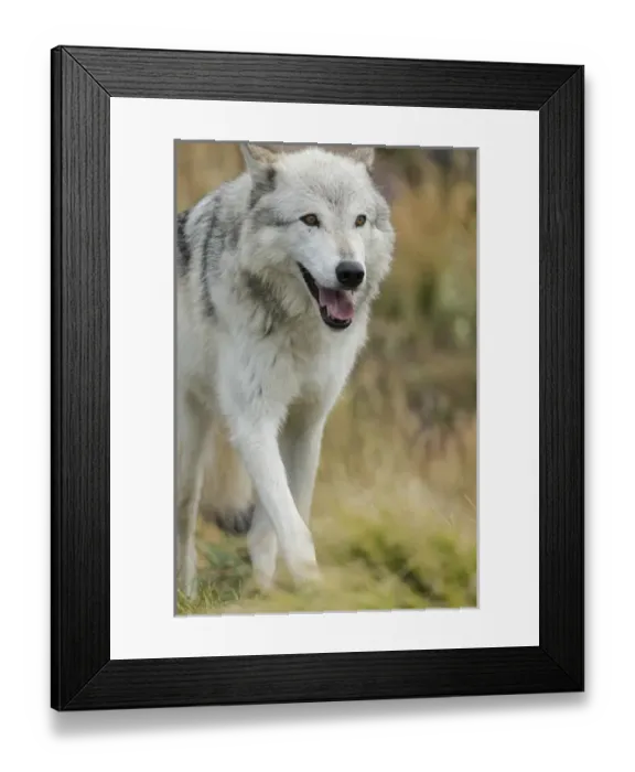Framed Print : Gray / Grey Wolf running in a fall drizzle, Canis lupus, West Yellowstone, Montana Framed Print : Gray / Grey Wolf running in a fall drizzle, Canis lupus, West Yellowstone, Montana