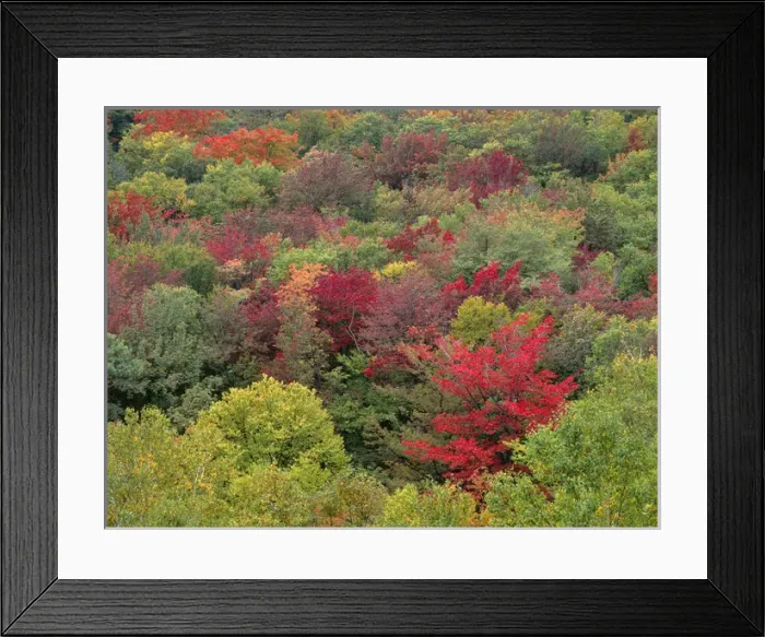 Framed Print : USA, New Hampshire, White Mountain National Forest, Fall colored northern hardwood Framed Print : USA, New Hampshire, White Mountain National Forest, Fall colored northern hardwood