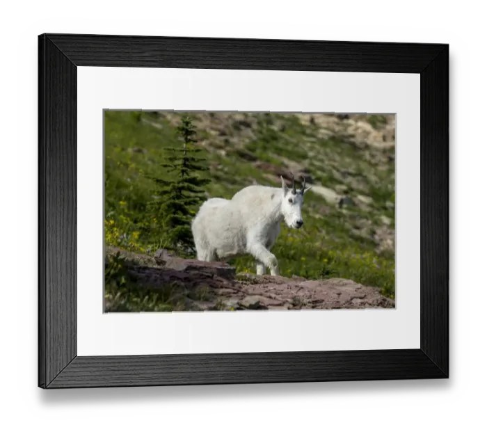Framed Print : Mountain Goat on the Hillside. Glacier National Park. Montana. USA Framed Print : Mountain Goat on the Hillside. Glacier National Park. Montana. USA