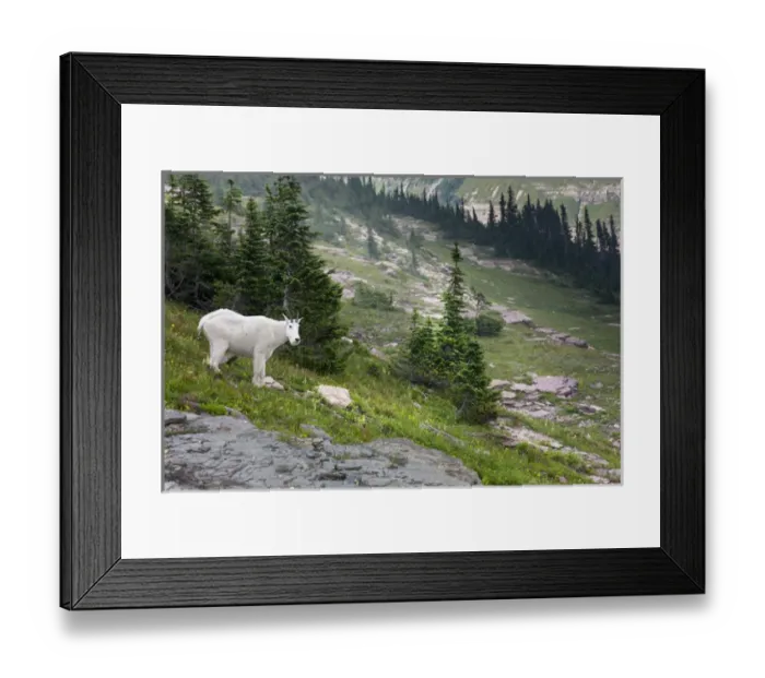 Framed Print : Mountain Goat on the Hillside. Glacier National Park. Montana. USA Framed Print : Mountain Goat on the Hillside. Glacier National Park. Montana. USA