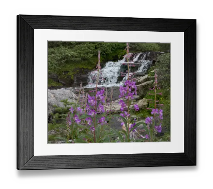 Framed Print : Waterfall behind Wildflowers. Glacier National Park. Montana. USA Framed Print : Waterfall behind Wildflowers. Glacier National Park. Montana. USA