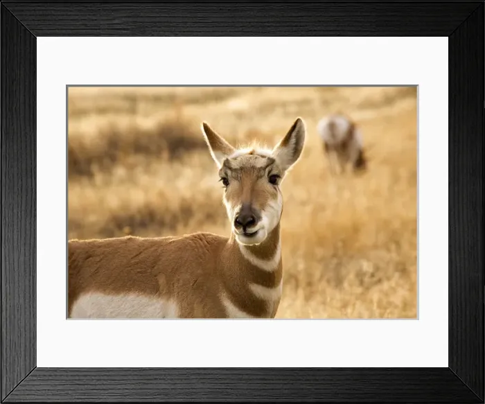 Framed Print : Pronghorn Antelope Grazing and Looking Eating Grass National Bison Range Charlo Montana