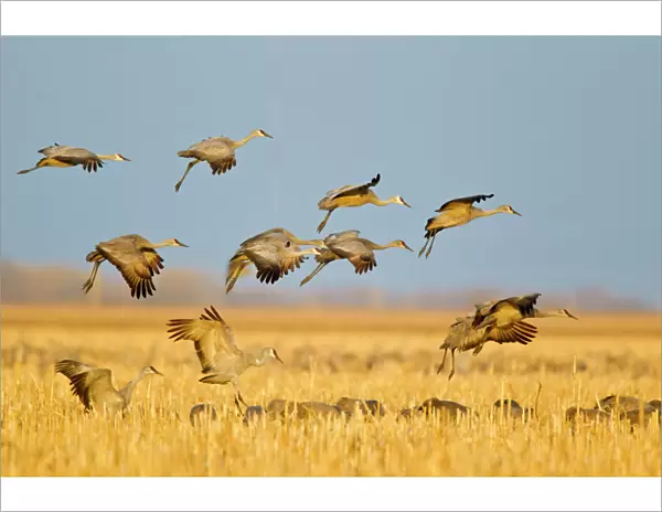 Sandhill cranes land in corn fields before heading to the Platte River in evening near Kearney