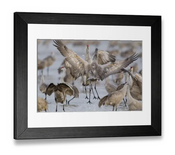 Framed Print : Sandhill cranes dancing on the Platte River near Kearney, Nebraska, USA Framed Print : Sandhill cranes dancing on the Platte River near Kearney, Nebraska, USA