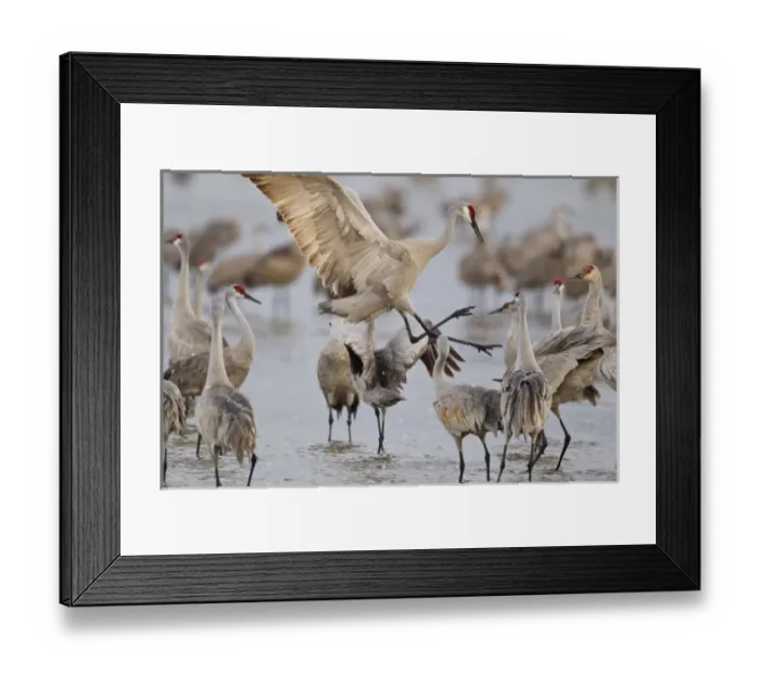 Framed Print : Sandhill cranes dancing on the Platte River near Kearney, Nebraska, USA Framed Print : Sandhill cranes dancing on the Platte River near Kearney, Nebraska, USA