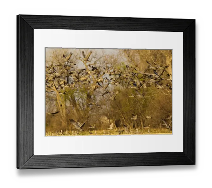 Framed Print : Sandhill cranes leave corn fields before heading to the Platte River in evening near Kearney Framed Print : Sandhill cranes leave corn fields before heading to the Platte River in evening near Kearney