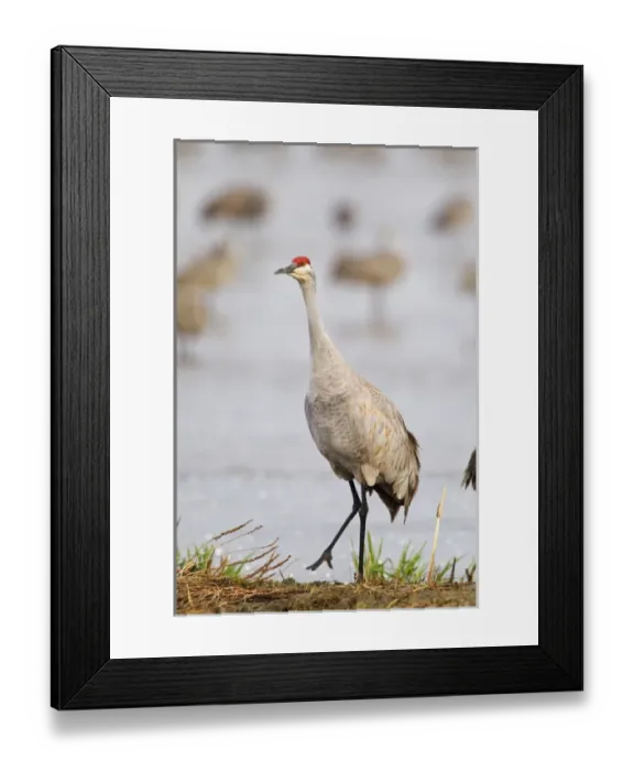 Framed Print : Sandhill cranes dancing on the Platte River near Kearney, Nebraska, USA Framed Print : Sandhill cranes dancing on the Platte River near Kearney, Nebraska, USA