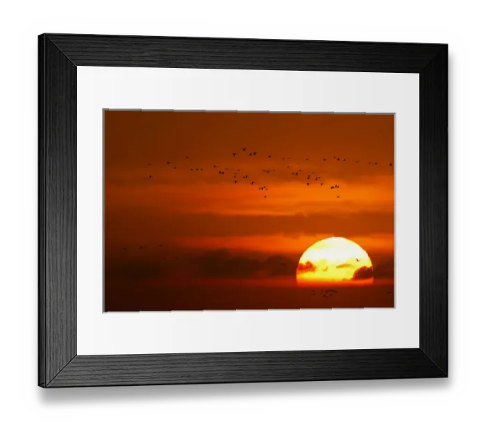Framed Print : Sandhill cranes silhouetted aginst the setting sun as they fly to the Platte River near Kearney Framed Print : Sandhill cranes silhouetted aginst the setting sun as they fly to the Platte River near Kearney